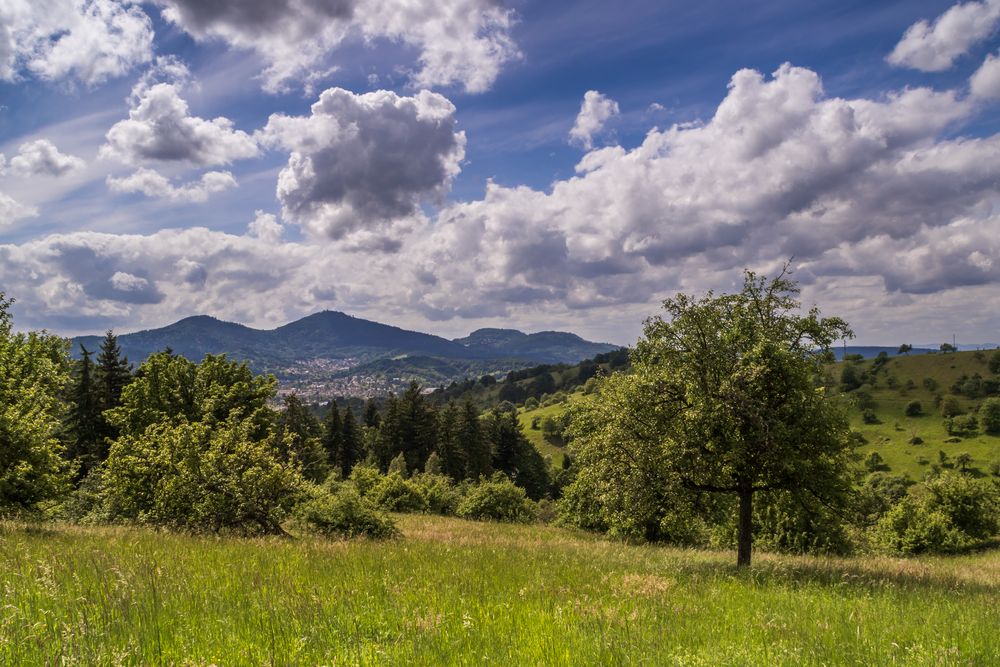 Blick in den Schwarzwald