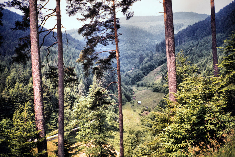 Blick in den Schwarzwald