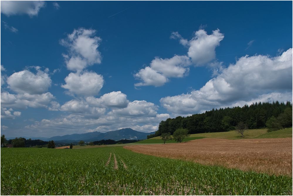 Blick in den Sommer II