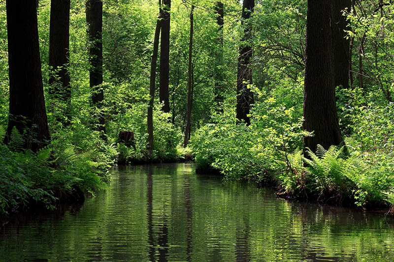 Blick in den Spreewald