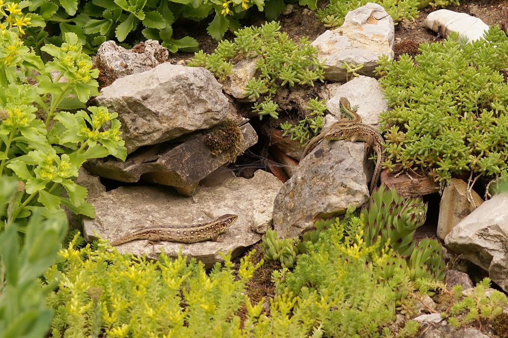 Blick in den Steingarten 1