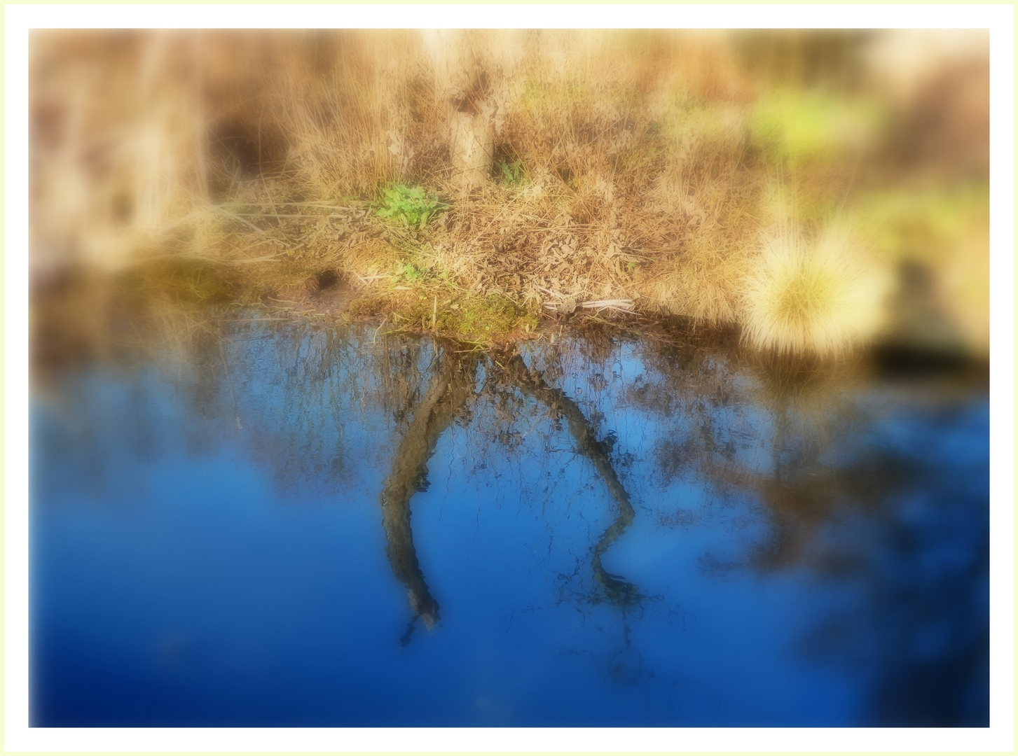 Blick in den Teich