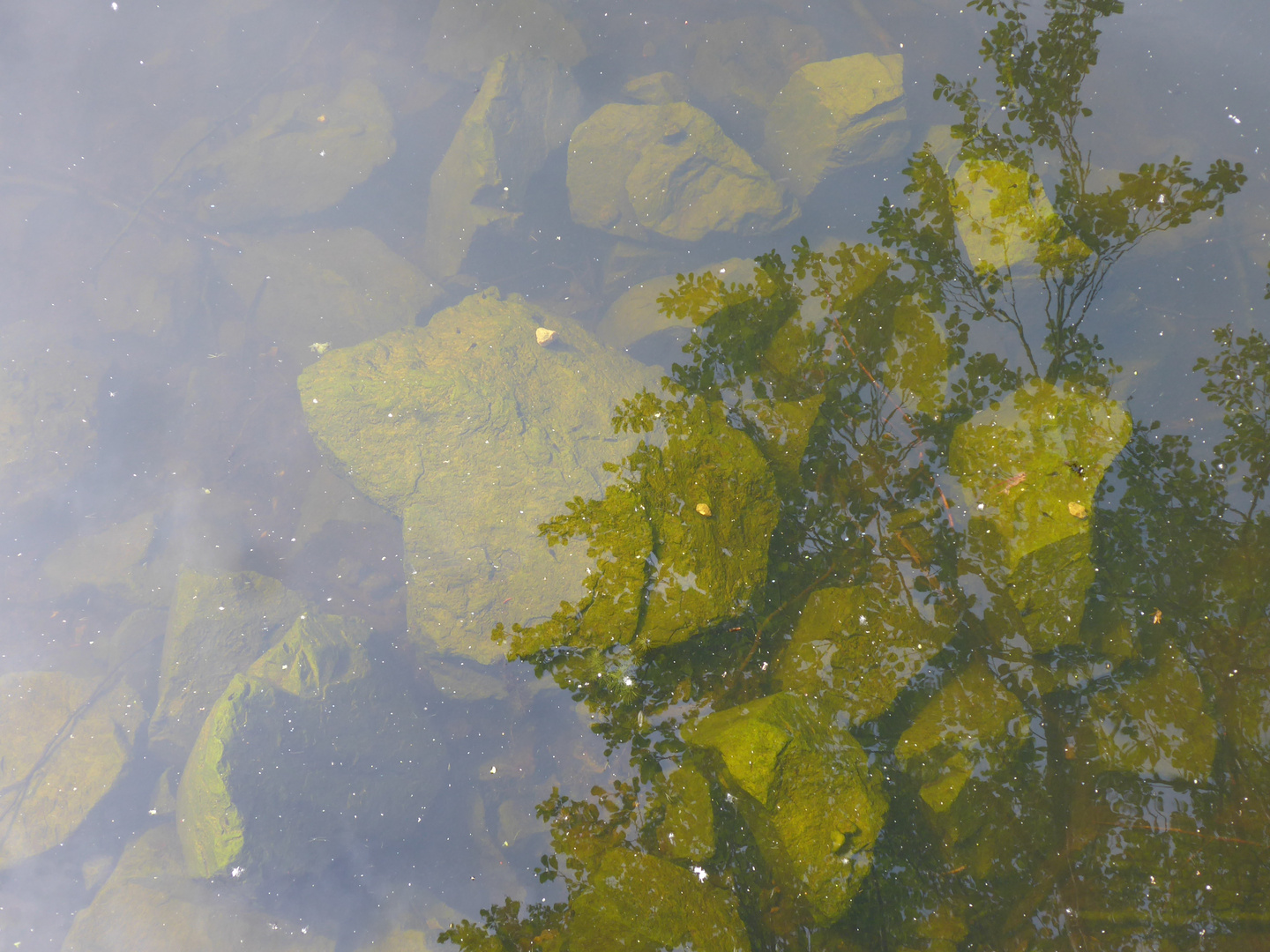 Blick in den Teich