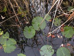 Blick in den Teich