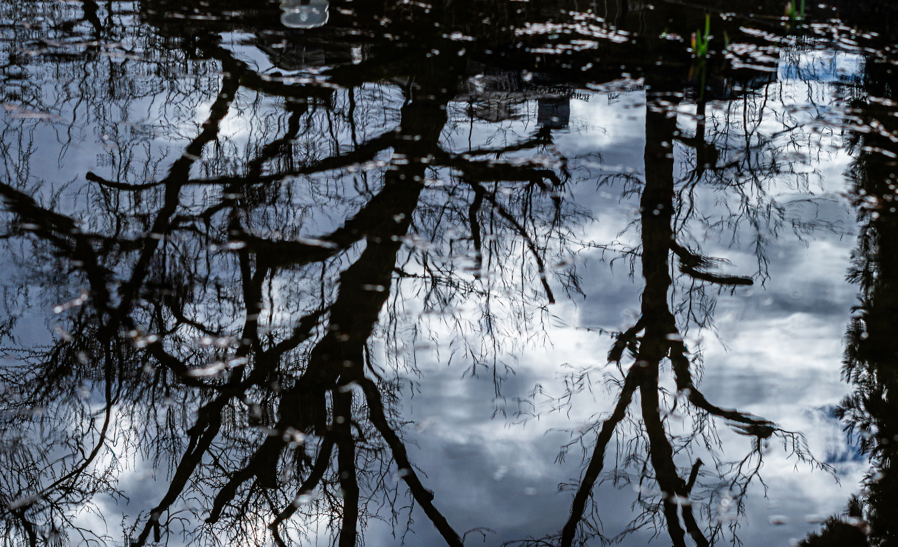 Blick in den Teich der Orangerie Karlsruhe