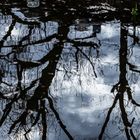 Blick in den Teich der Orangerie Karlsruhe