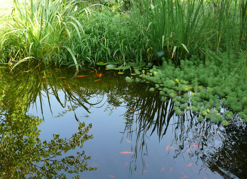 Blick in den Teich / Einfach beruhigend