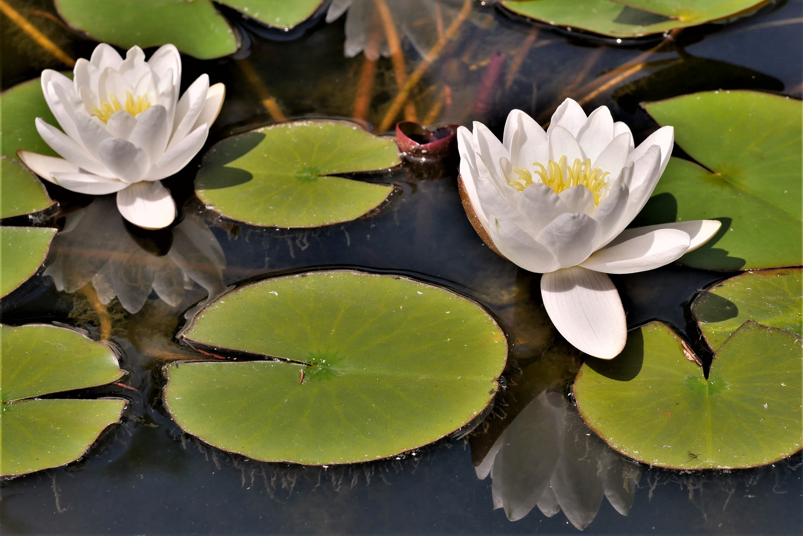 Blick in den Teich