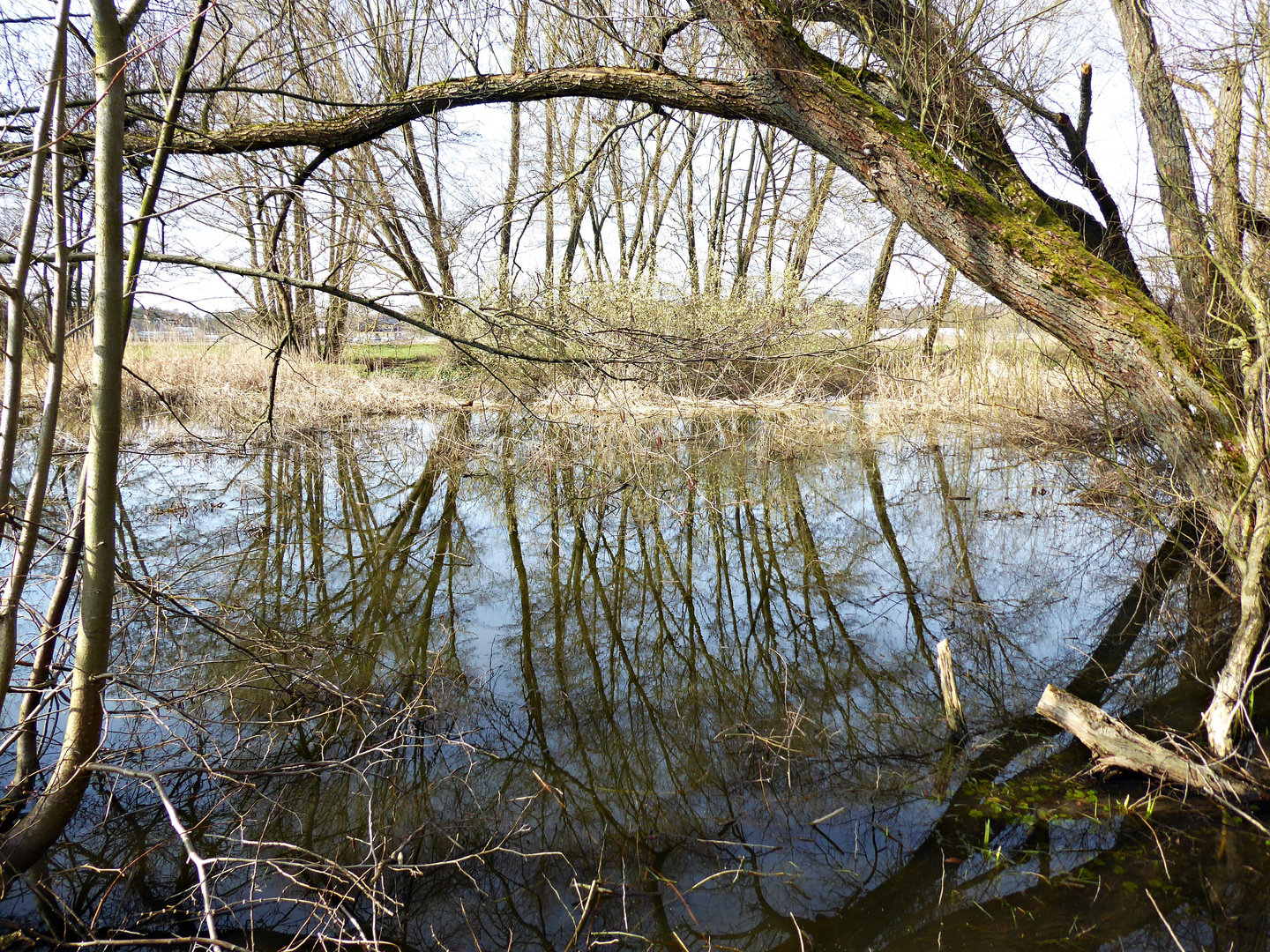 Blick in den Tümpel