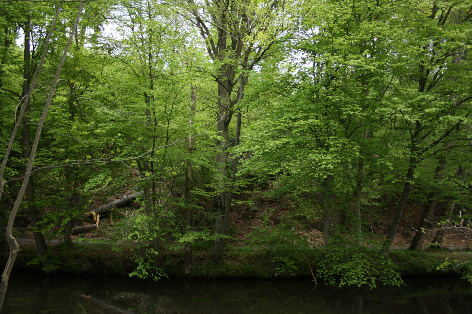 Blick in den Wald