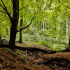 Blick in den Wald