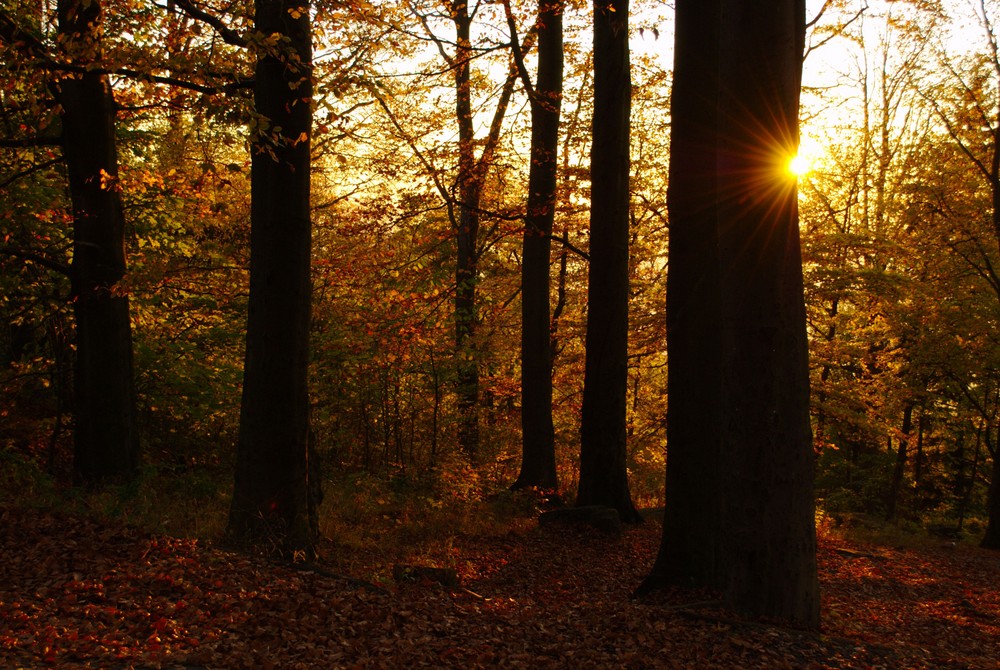 Blick in den Wald