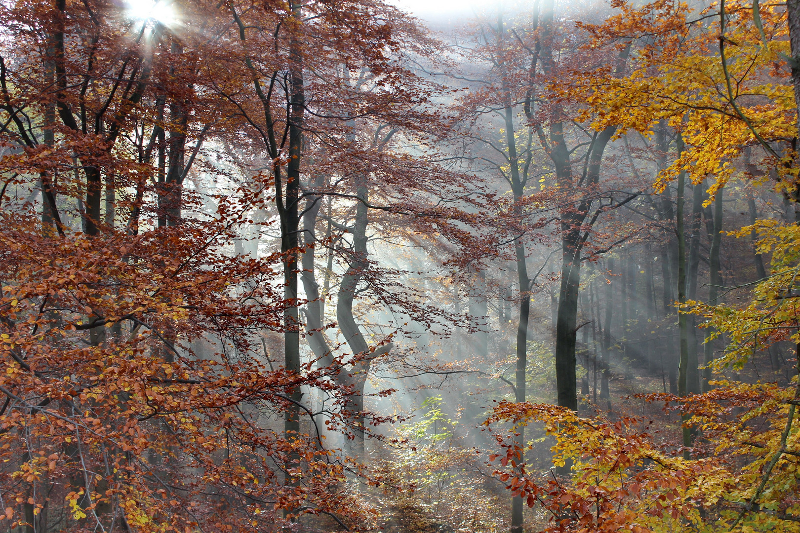 Blick in den Wald .