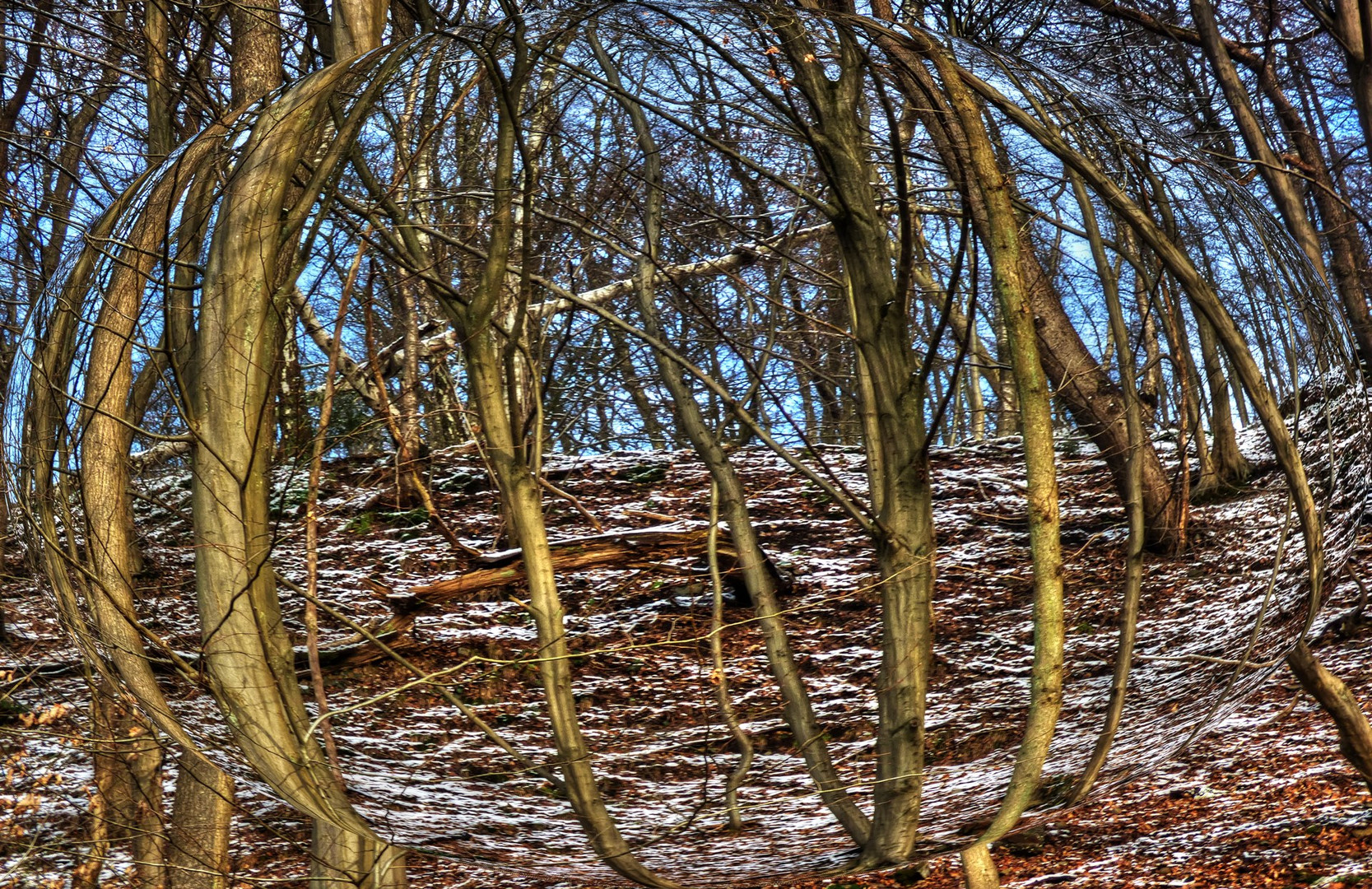 Blick in den Wald