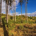 Blick in den Wald