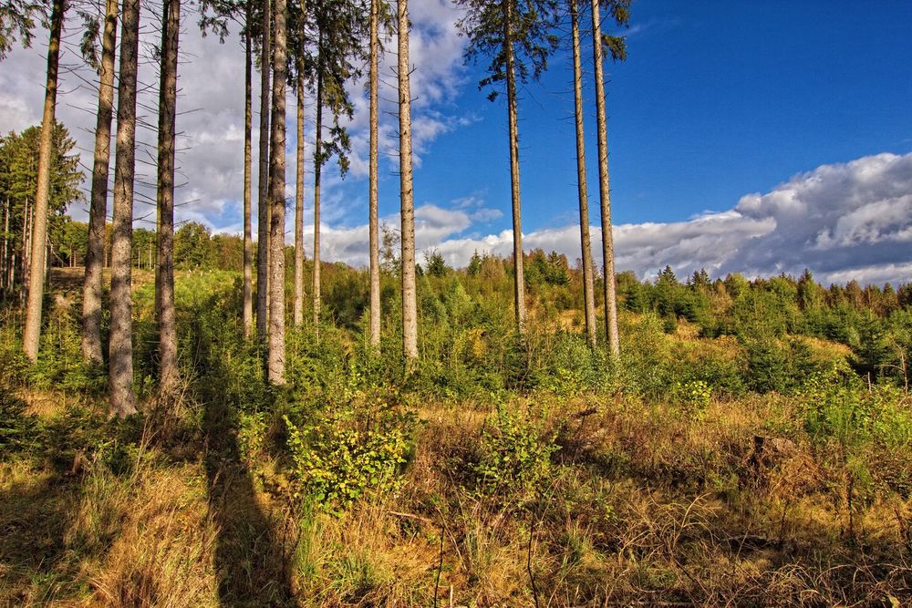 Blick in den Wald