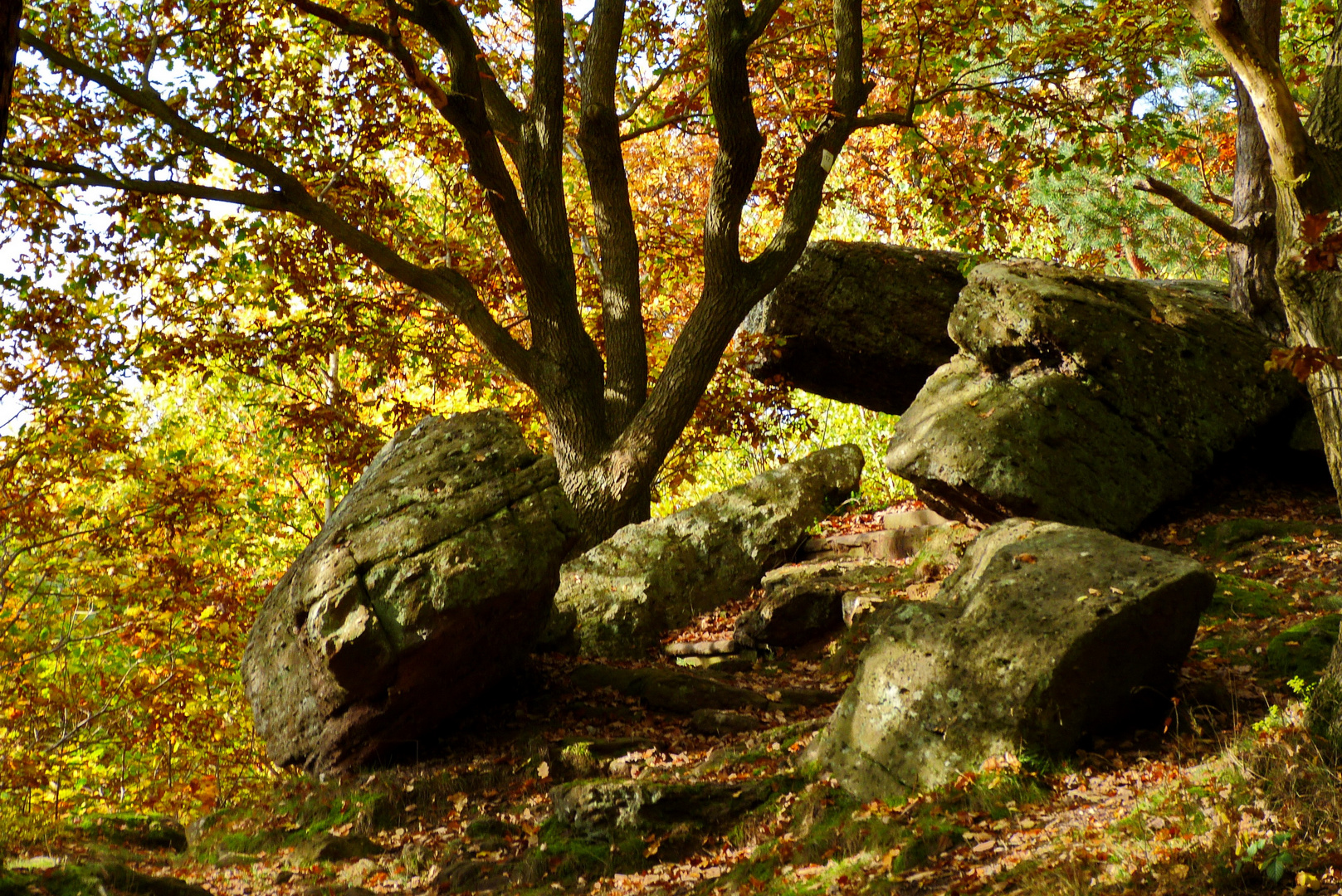 Blick in den Wald