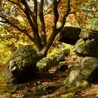 Blick in den Wald