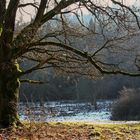 Blick in den Wald