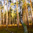 Blick in den Wald