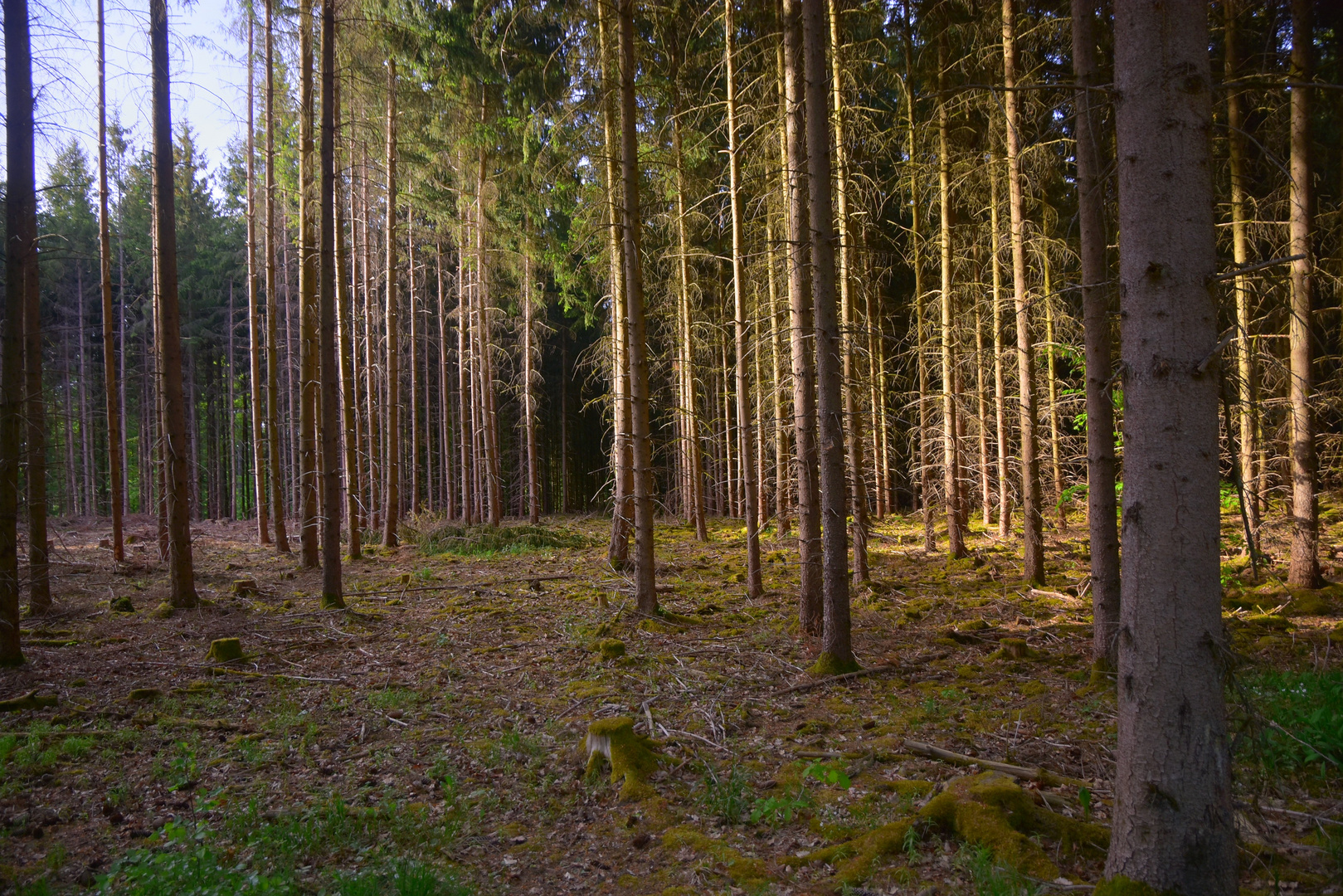 Blick in den Wald