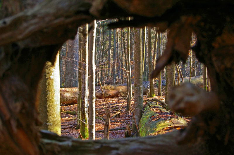 Blick in den Wald