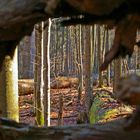 Blick in den Wald