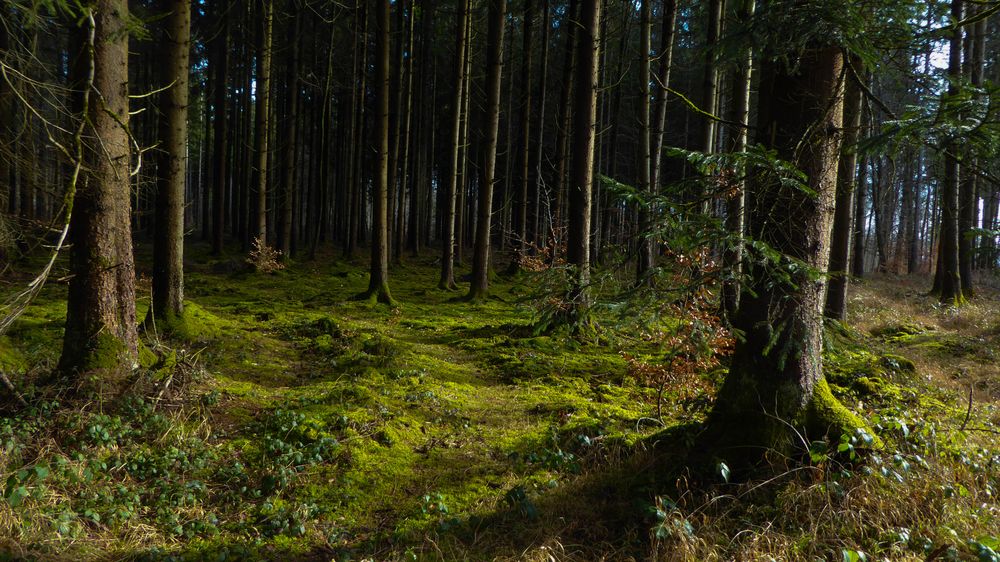 Blick in den Wald