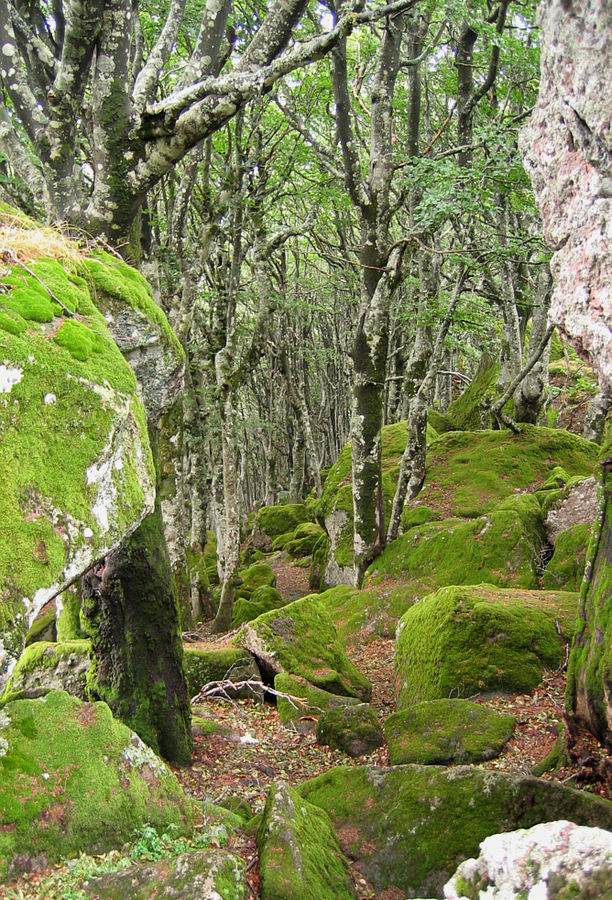 Blick in den Wald auf dem Monte Amiata (Toskana)