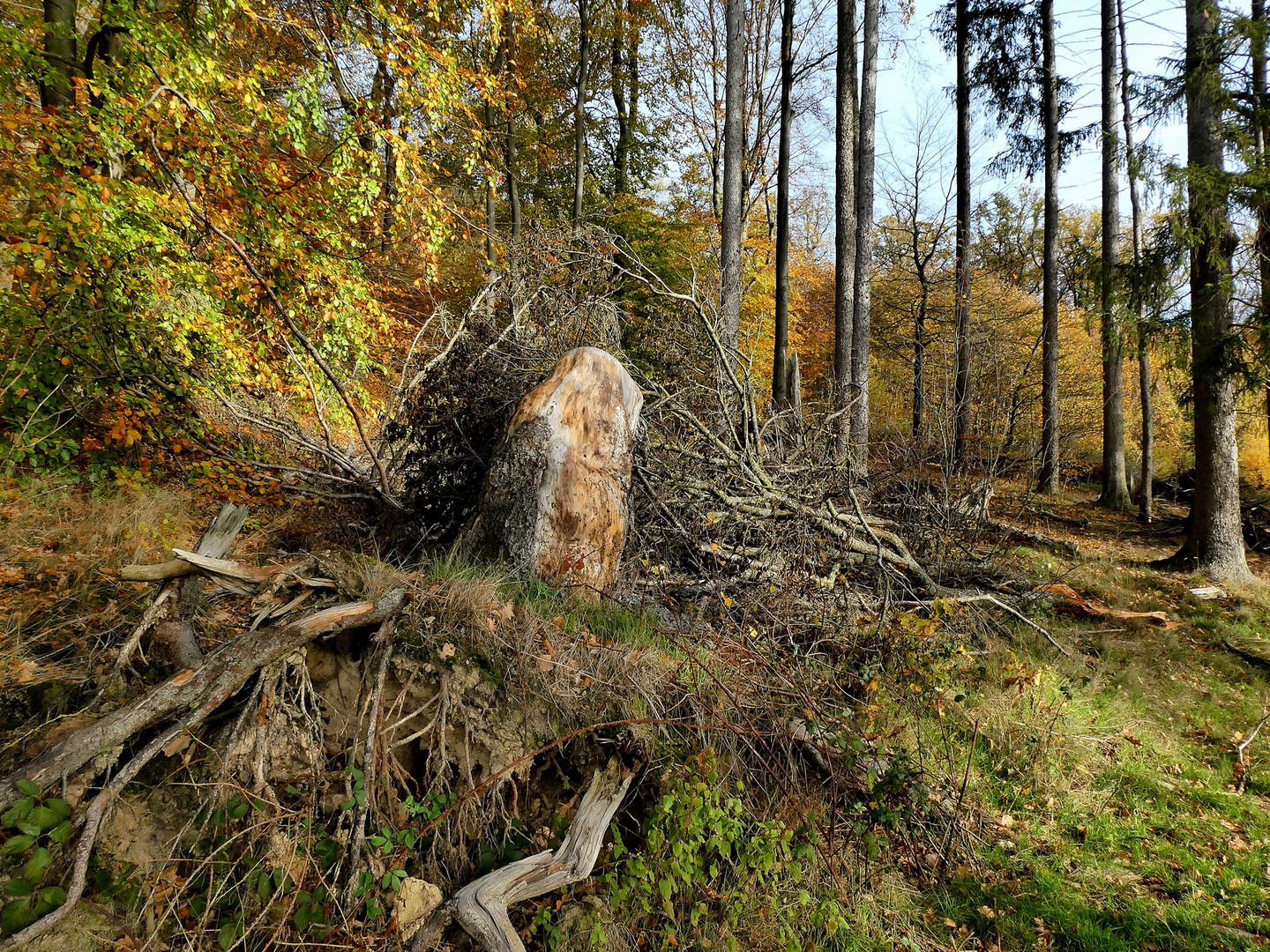 Blick in den Wald