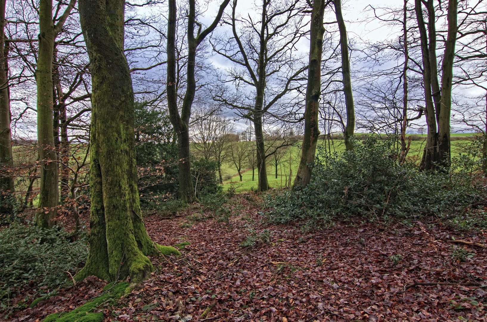 Blick in den Wald 