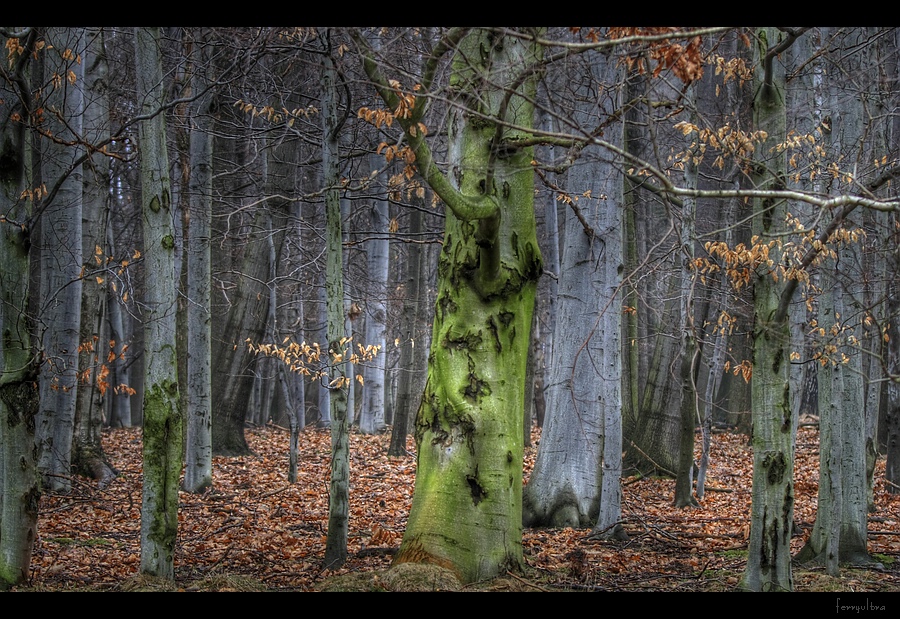 Blick in den Wald