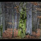 Blick in den Wald