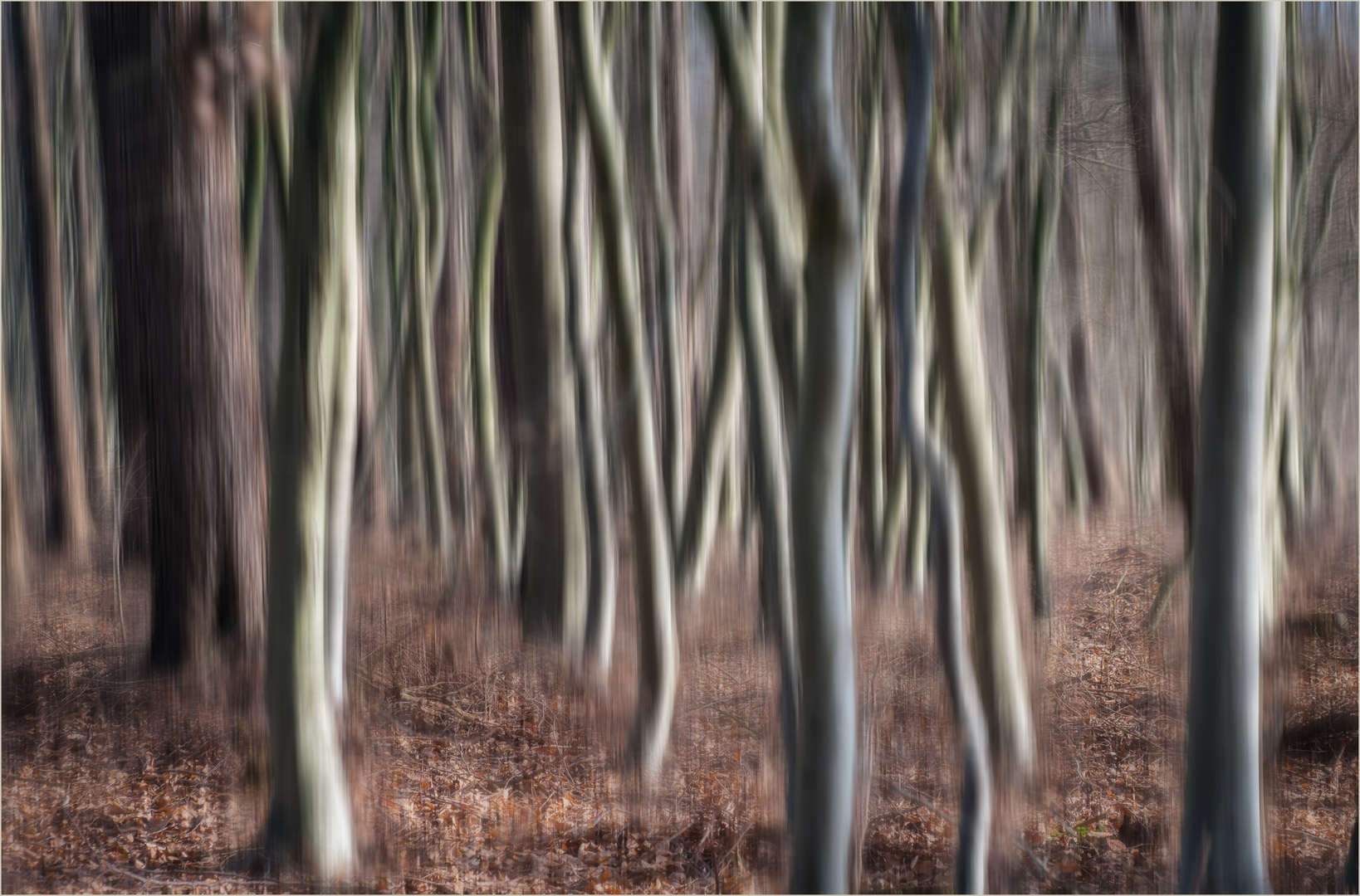 Blick in den Wald