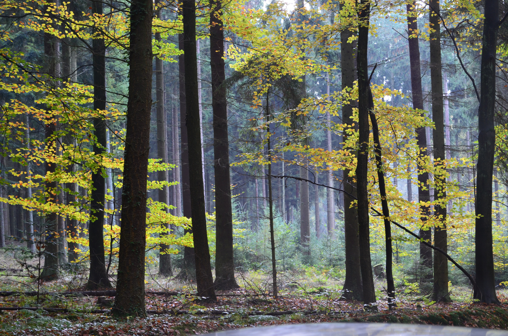 Blick in den Wald