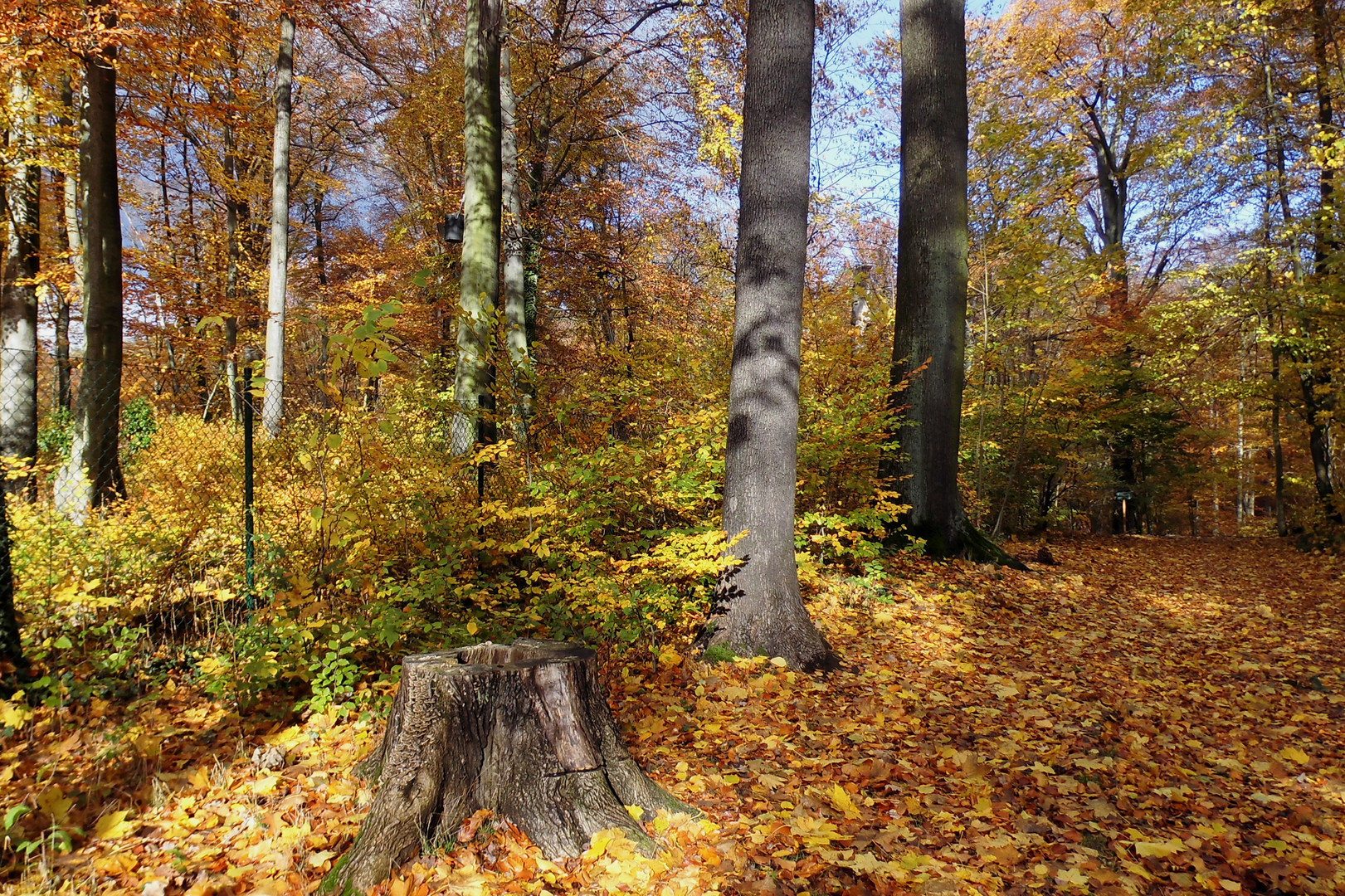 Blick in den Wald