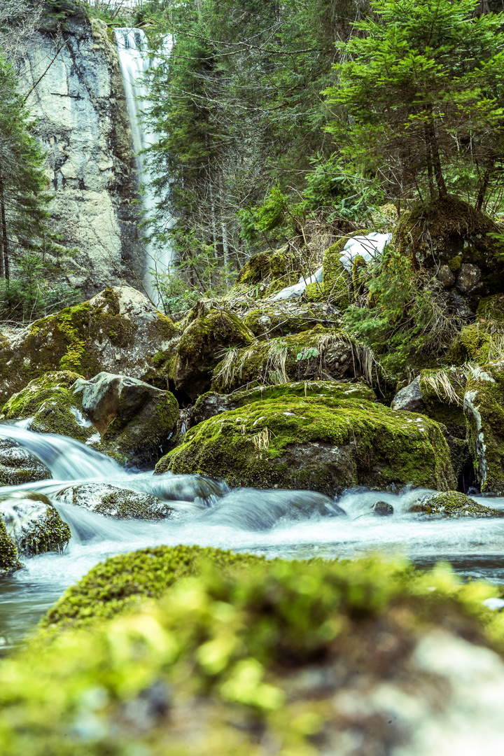 Blick in den Wald 