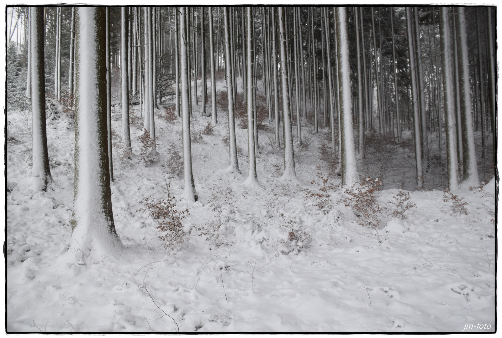 Blick in den Wald