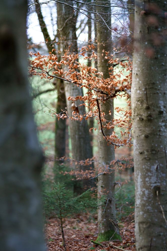 Blick in den Wald