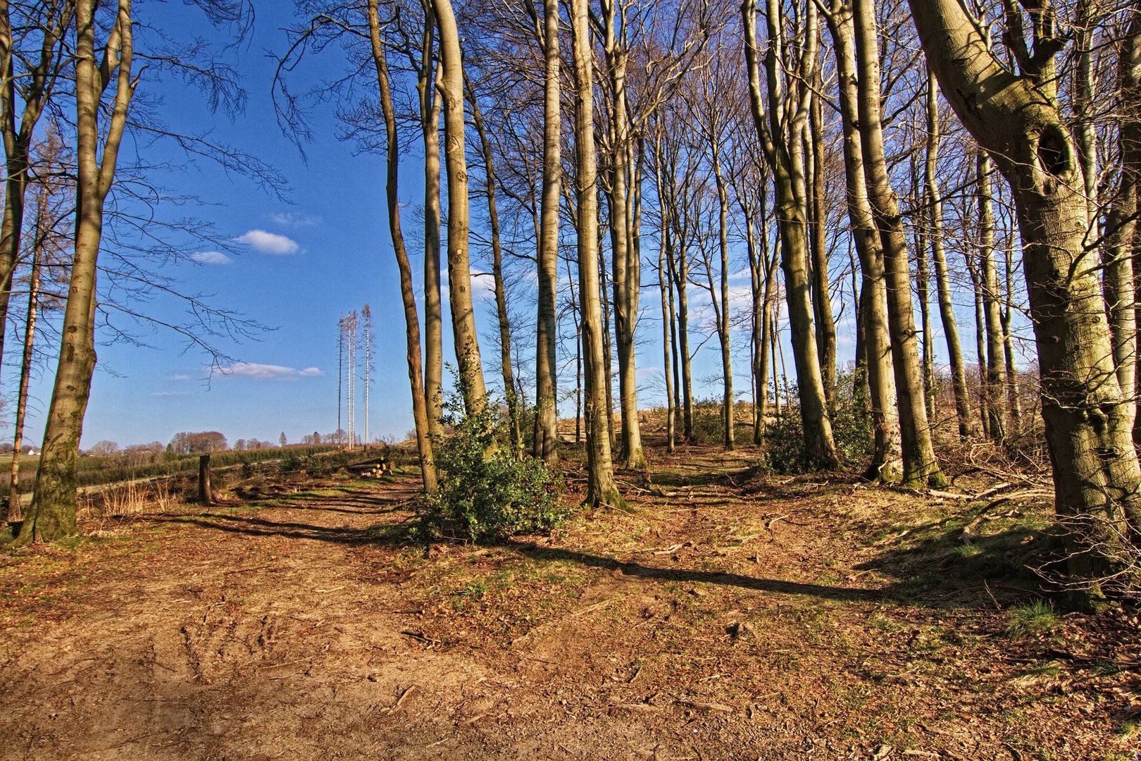 Blick in den Wald 