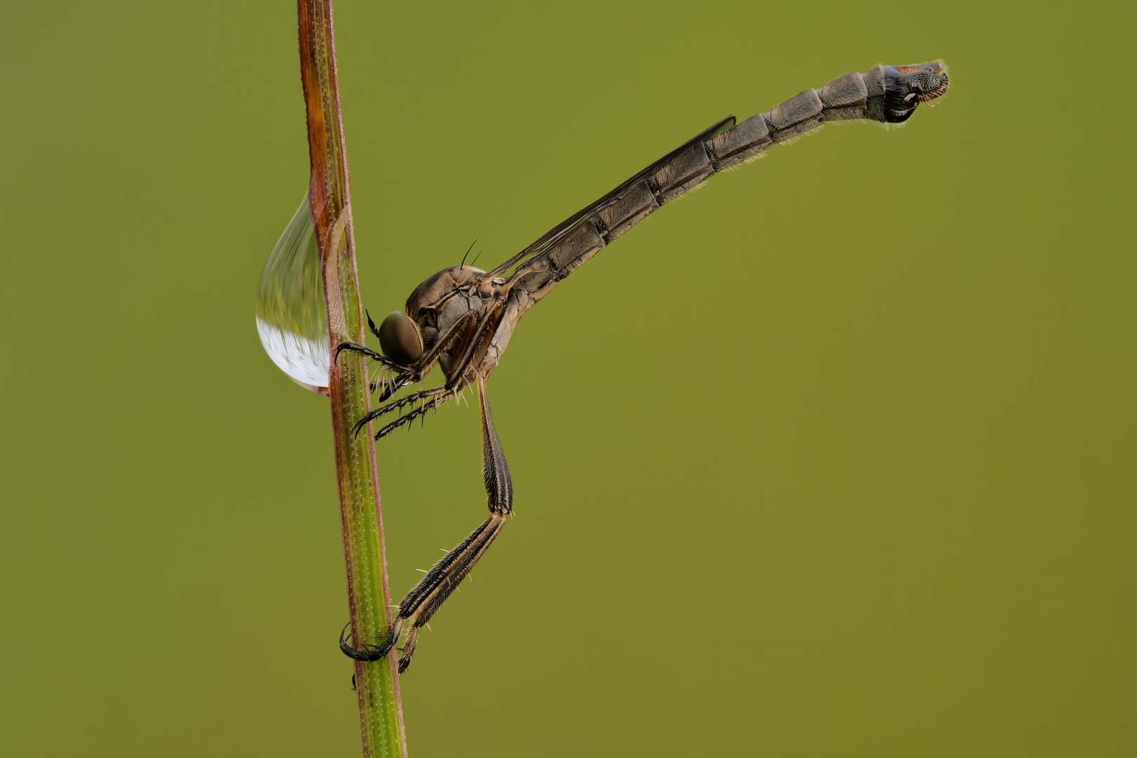 Blick in den Wassertropfen