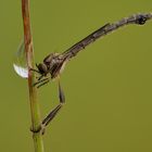 Blick in den Wassertropfen