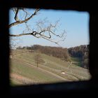 Blick in den Weinberg