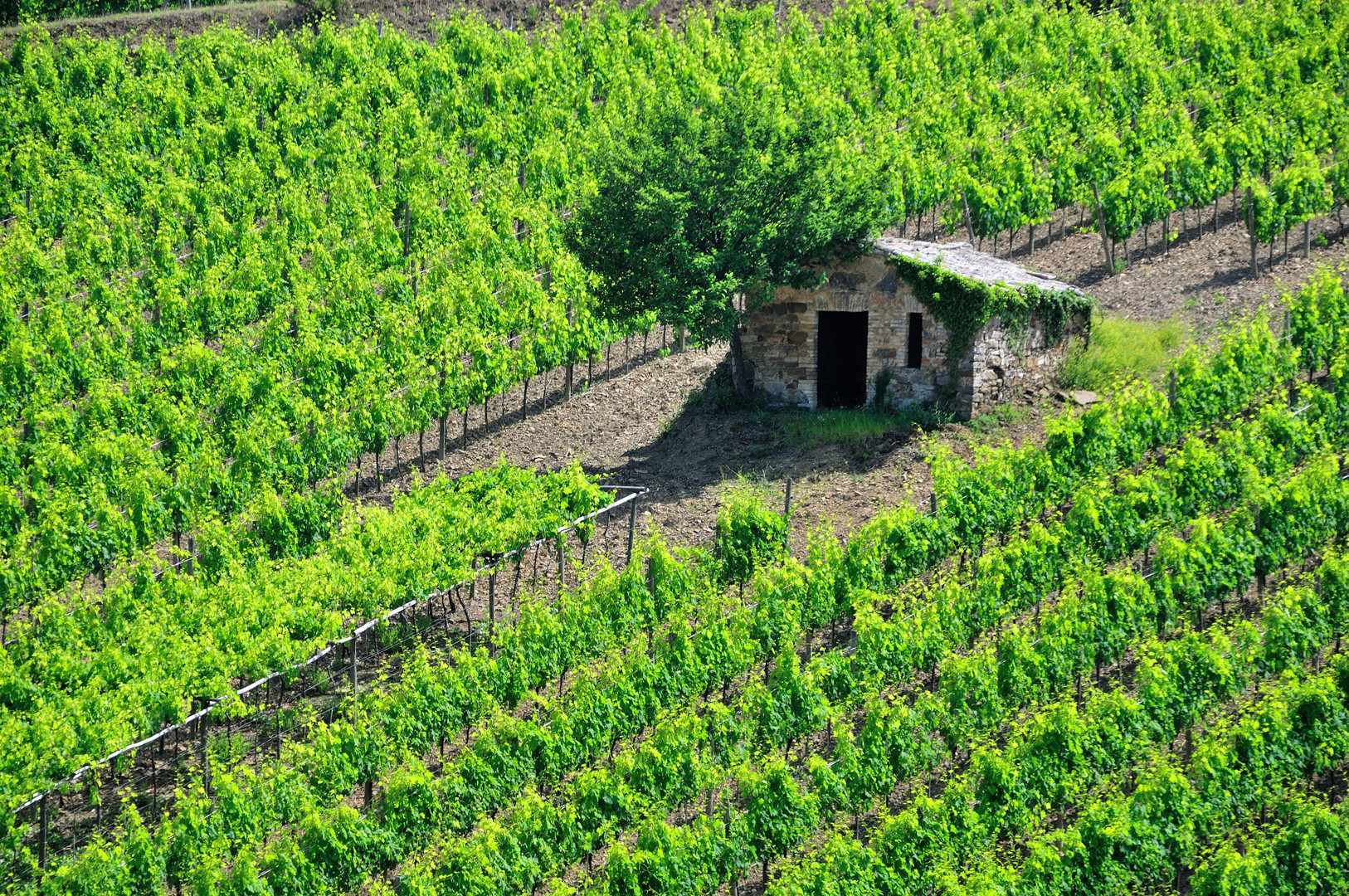 Blick in den Weingarten