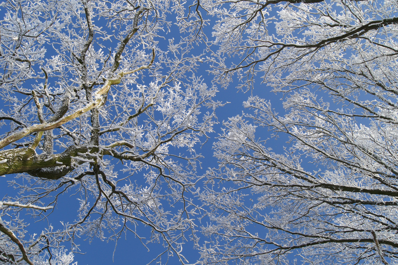 Blick in den Winterhimmel