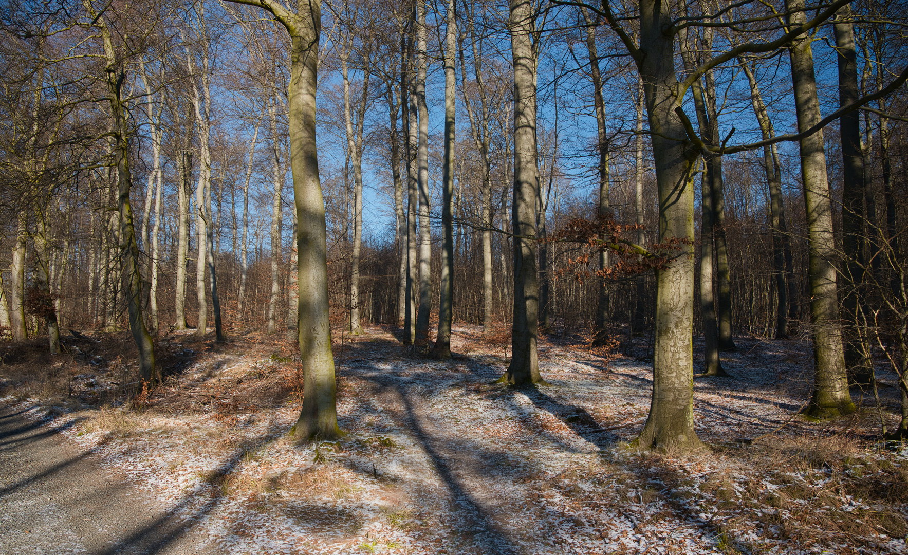Blick in den winterlichen Wald