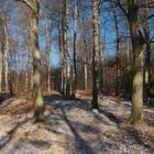 Blick in den winterlichen Wald