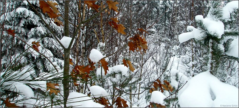 Blick in den Winterwald ...