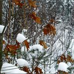Blick in den Winterwald ...