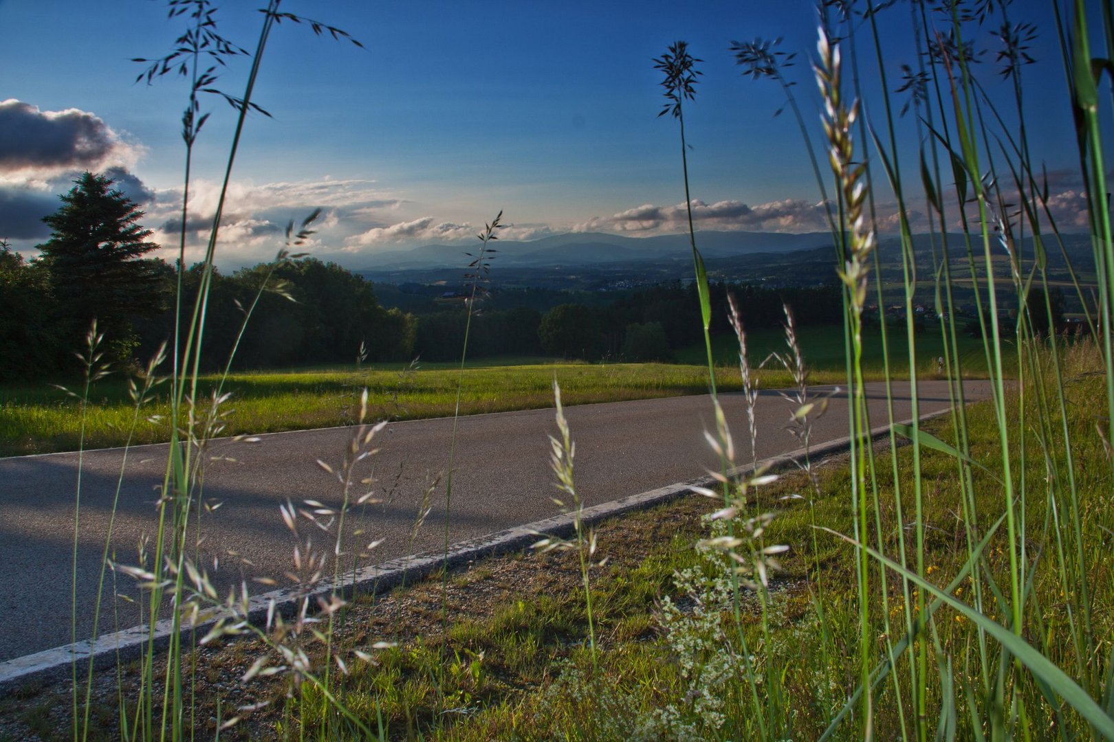 Blick in den Woid